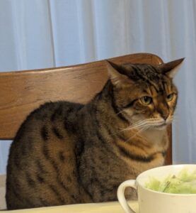 にゃんこ①