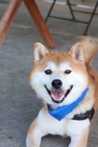 さんた