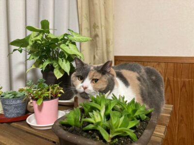 モモ