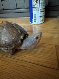 かめ①